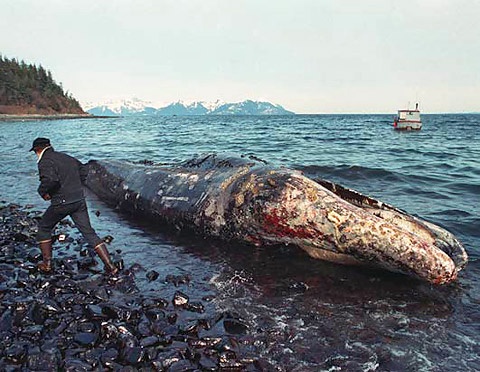 Photo:  The Exxon Valdez, has run aground off the Alaskan coast, releasing crude oil into the sea, causing one of the worst environmental disasters in US history